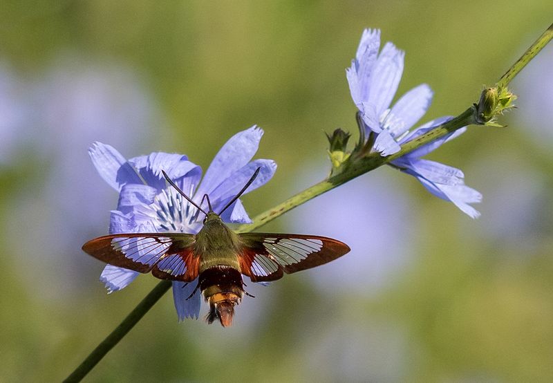 Honorable Mention Closeup/Macro\n\nHummingbird Moth\n\nSpringfield Bog Metro Park